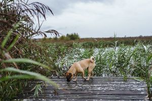 Mit Hund in Irland - Discovery Park Lough Boora