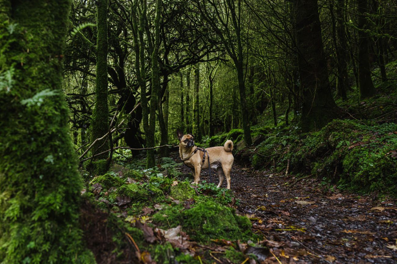 Mit Hund am Devils Chimney in Sligo, Irland