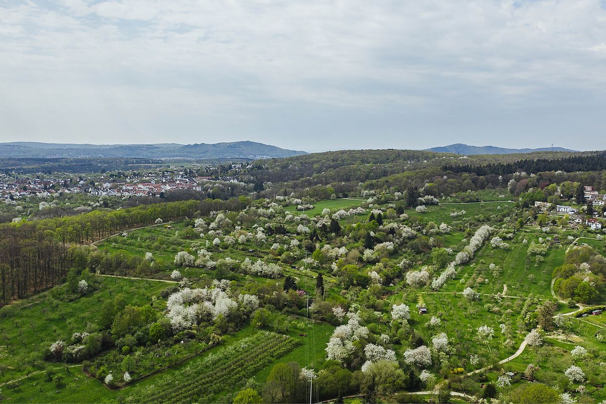 MIT HUND ÜBER DIE OBSTWIESEN - GASSI GEHEN IN MAMMOLSHAIN