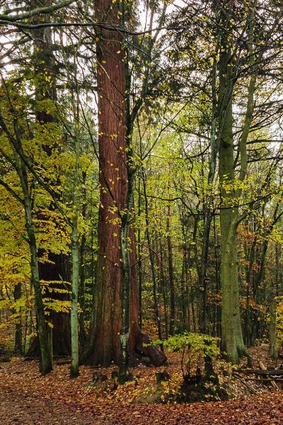 Ausflugsziel mit Hund - Mammutbaeume Oberursel, Taunus