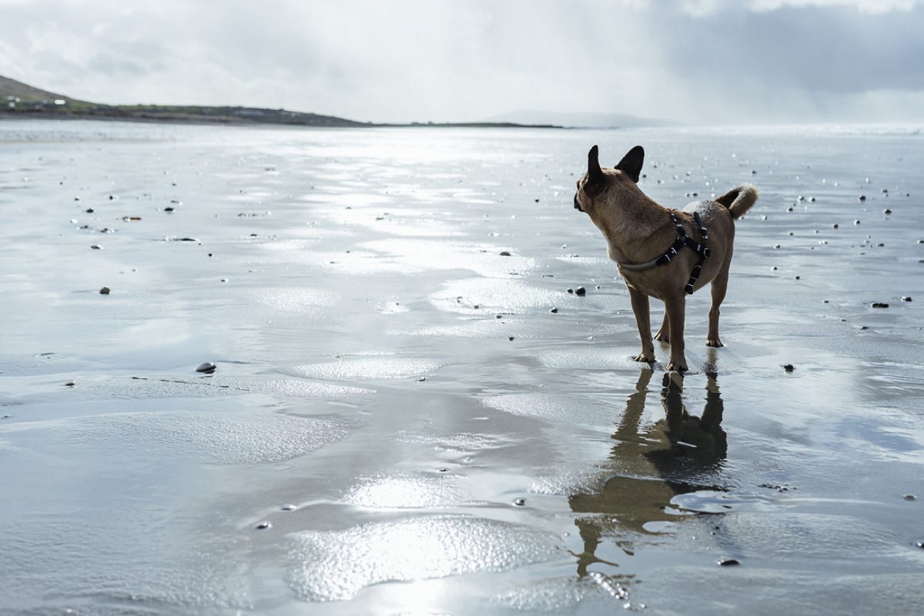 Mit dem Hund am Steinstrand in Irland - Carrowinskey Beach in Mayo