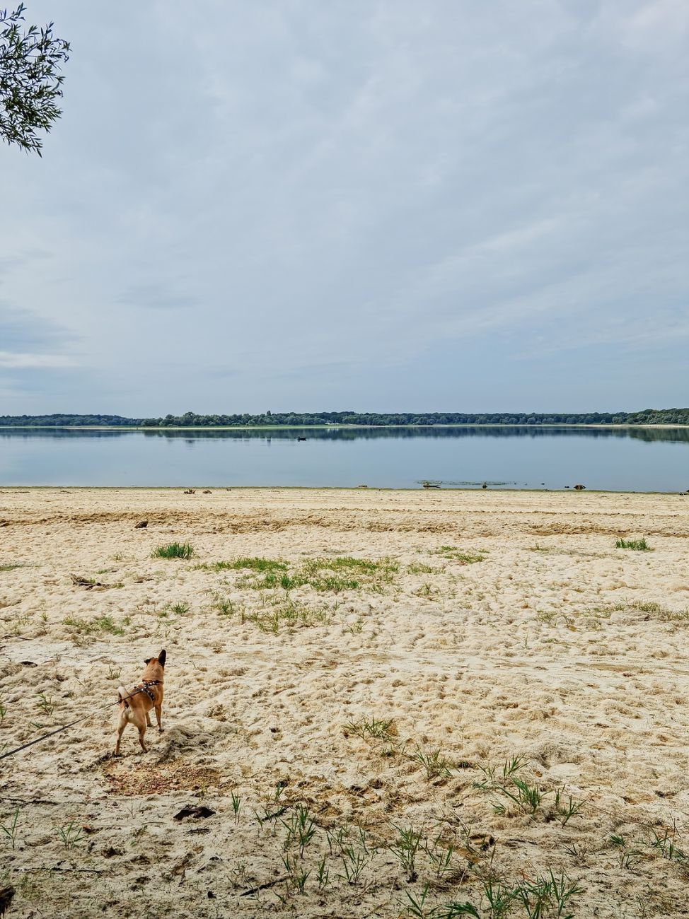 Ausflug mit Hund zum Naturpark Forêt d’Orient