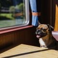 Eine Gemütliche Bootstour auf dem Rhein