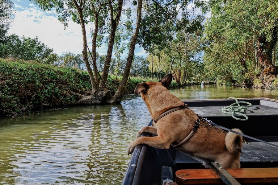 Naturpark Marais Poitevin: Ein perfekter Ausflug mit deinem Hund