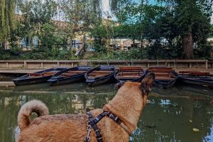Naturpark Marais Poitevin: Ein perfekter Ausflug mit deinem Hund