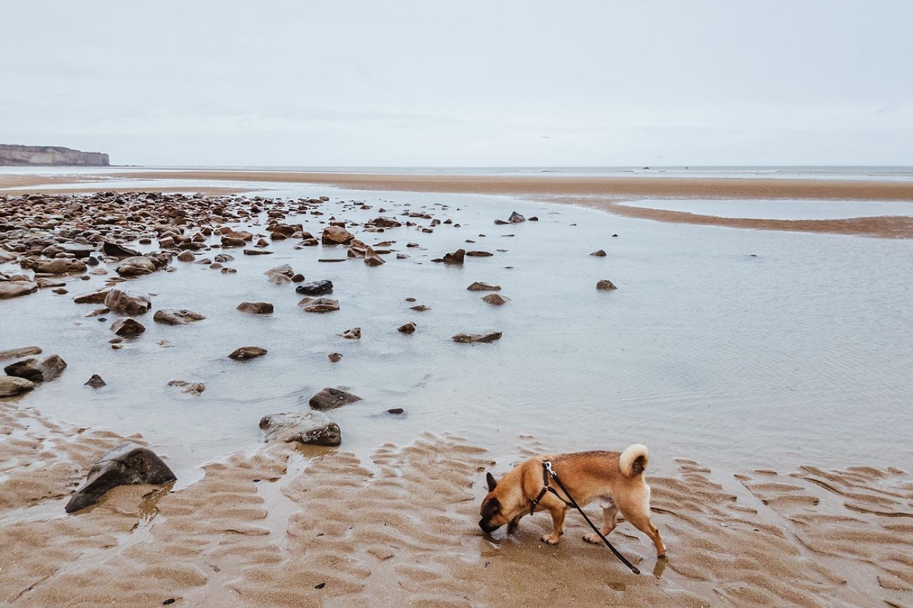 Ausflug mit Hund - Omaha Beach, Frankreich