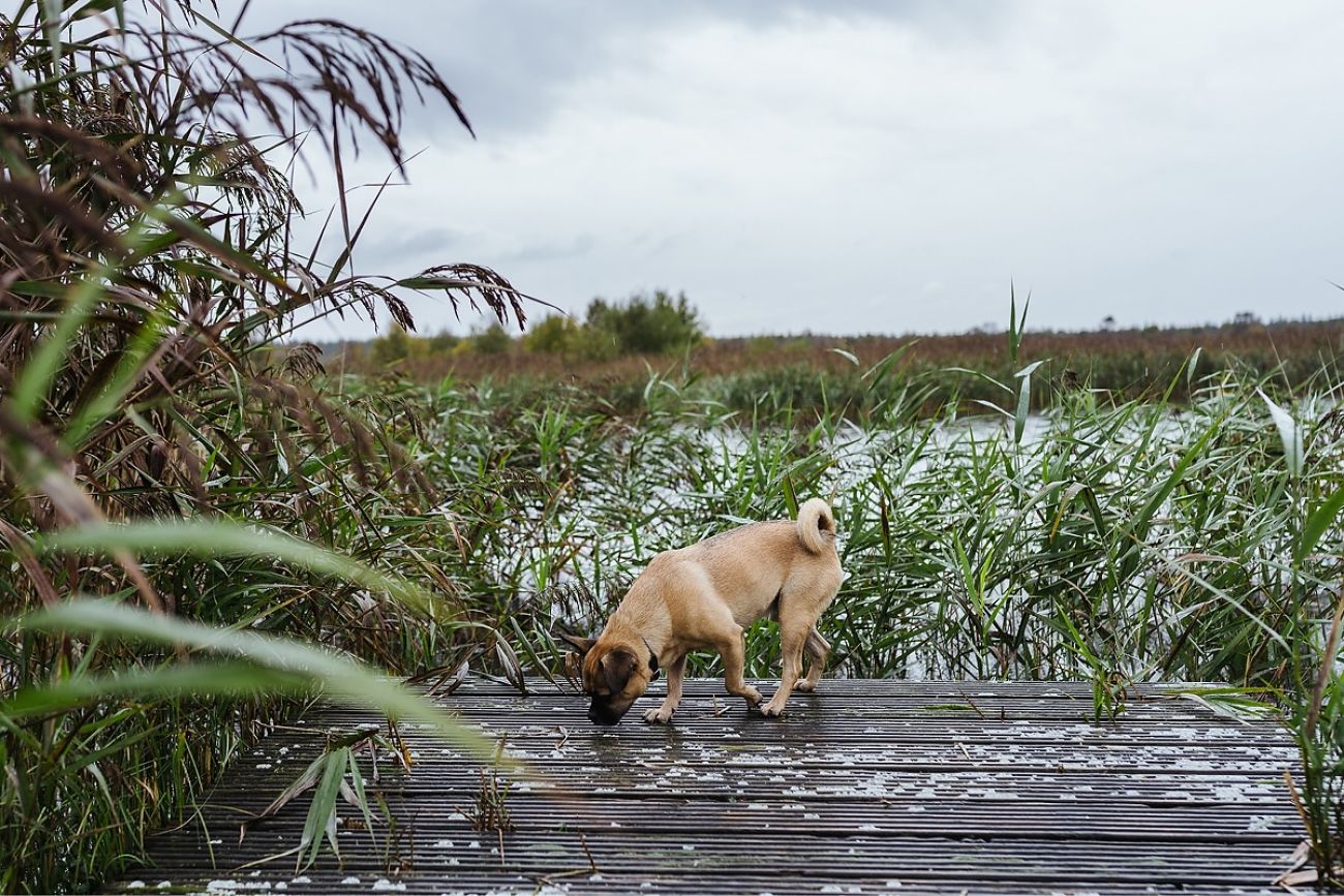 Mit Hund am Lough Boora
