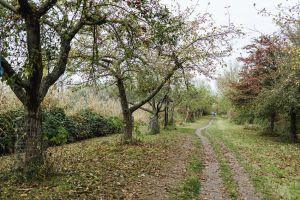 GASSI GEHEN IN REINHEIM - MIT HUND AM REINHEIMER TEICH