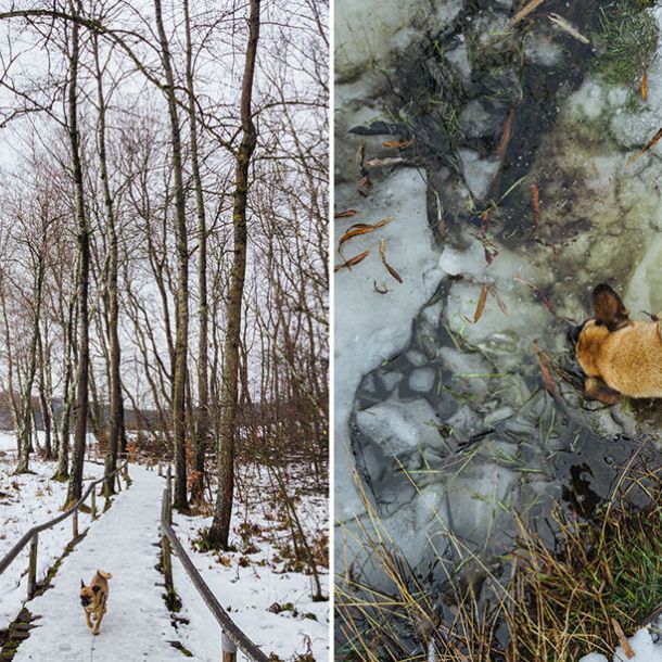 GASSI GEHEN IN LENNINGEN - MIT HUND AM SCHOPFLOCHER MOOR