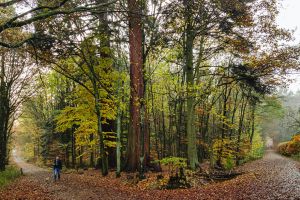 GASSI GEHEN IN OBERURSEL - MIT HUND RUND UM MAMMUTBÄUME UND GOLDGRUBENFELSEN