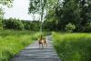 Hohes Venn - Gassi im Nationalpark Eifel