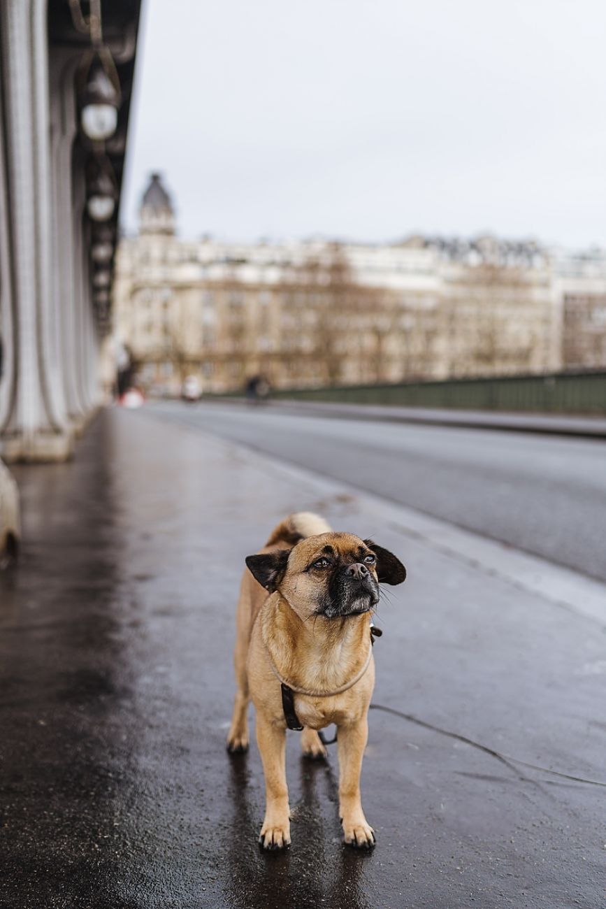 Paris mit Hund: Spaziergang am Eifelturm