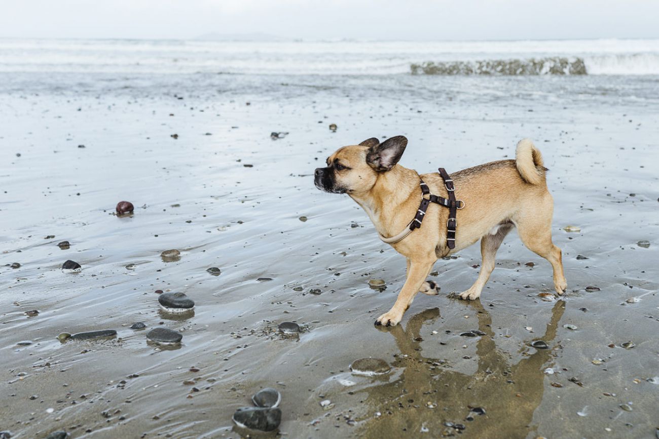 Mit dem Hund am Steinstrand in Irland - Carrowinskey Beach in Mayo