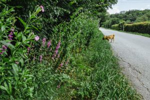 Gassi gehen in Kirchheim Teck - mit Hund am Wasserturm