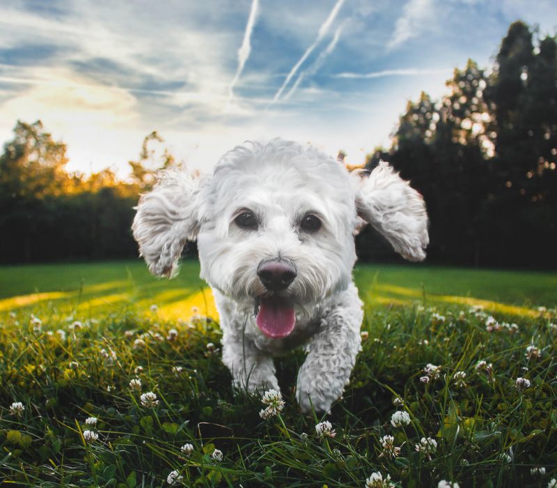 Gassi gehen: So kannst du deinen Hund glücklich machen!