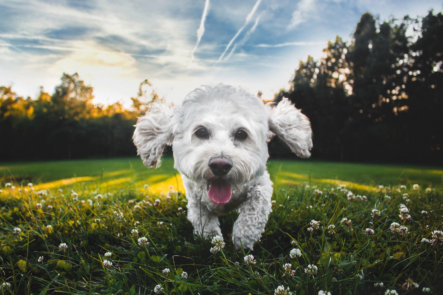 Gassi gehen: So kannst du deinen Hund glücklich machen!