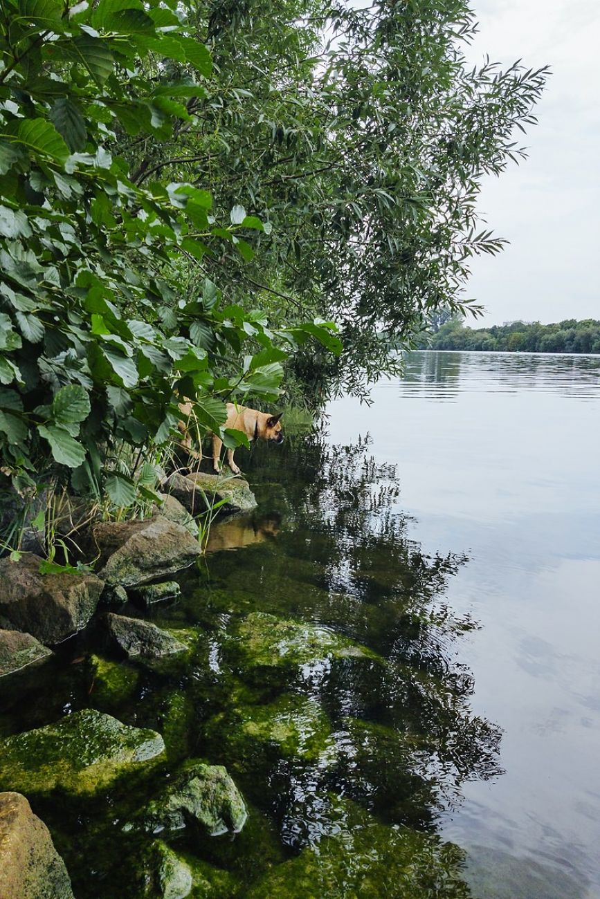 Ausflugsziel mit Hund - Hundestrand Flörsheim