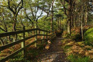 Rundweg am Gleniff Horseshoe