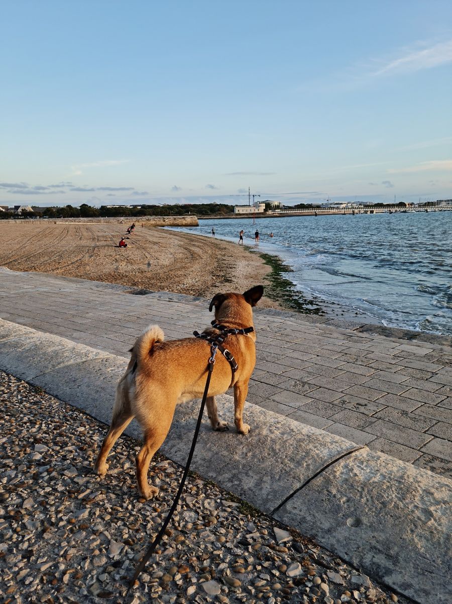 Mit Hund in La Rochelle - Ein Tagesausflug in Südfrankreich