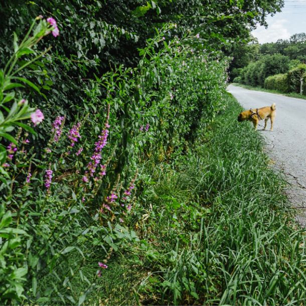 Gassi gehen in Kirchheim Teck - mit Hund am Wasserturm