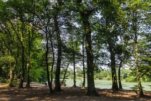 GASSI GEHEN IN FRANKFURT - MIT HUND IM NIEDWALD