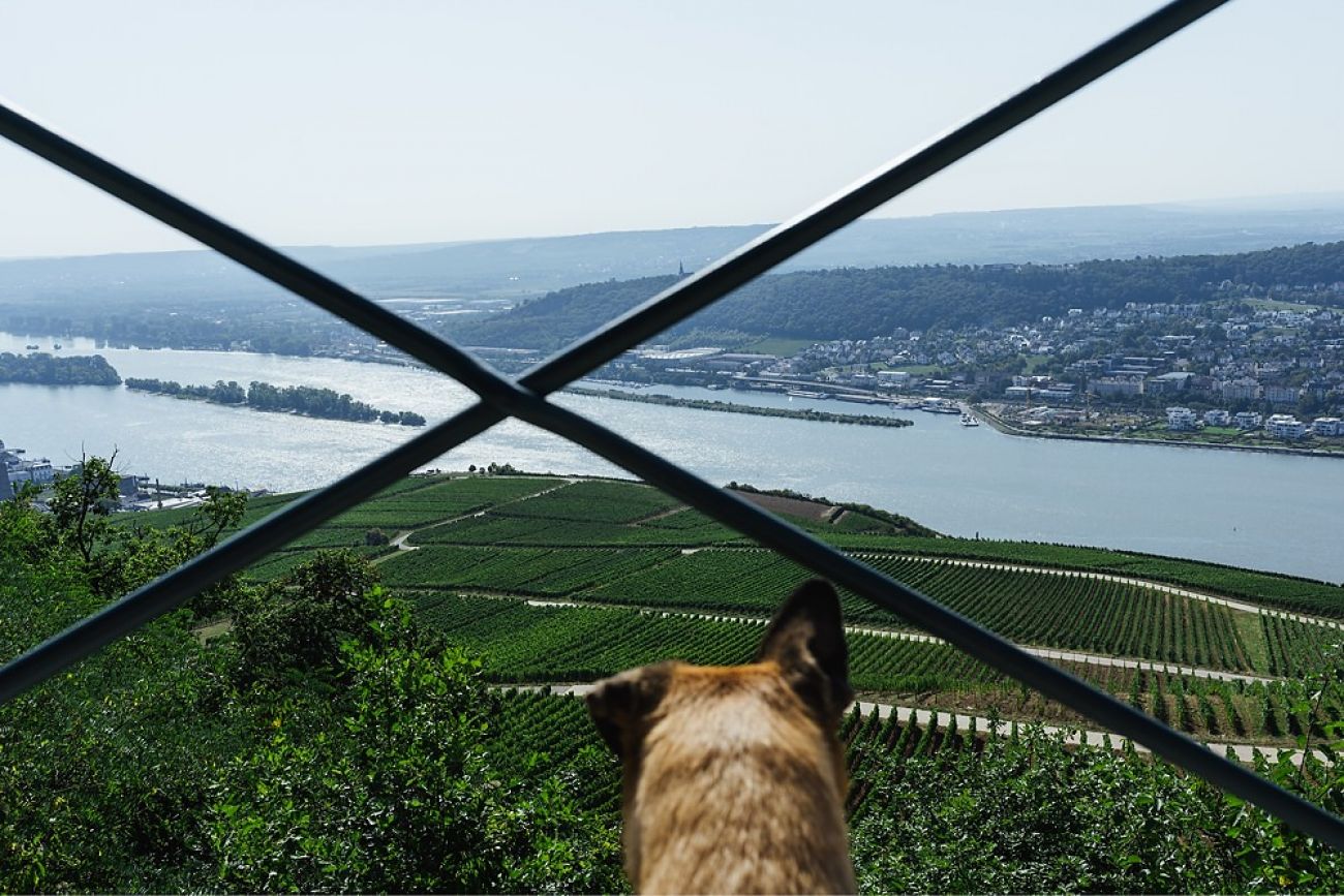 Rund um den Rhein - Seilbahnfahrt mit Hund