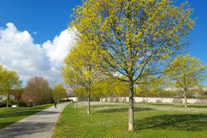 GASSI GEHEN IN FRANKFURT - MIT HUND IM BONIFATIUS PARK