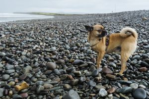 Mentales Training und Auslastung am Steinstrand