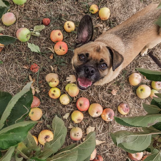 Gesund und umweltbewusst: heruntergefallenes Obst als gesunder Snack für den Hund