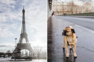 Mit Hund in Paris - Eifelturm