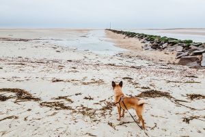 Mit Hund am Omaha Beach, Normandie