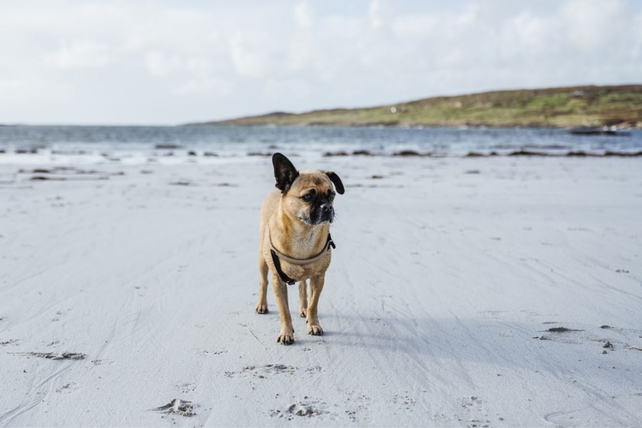 Dogs Bay - Connemara mit Hund