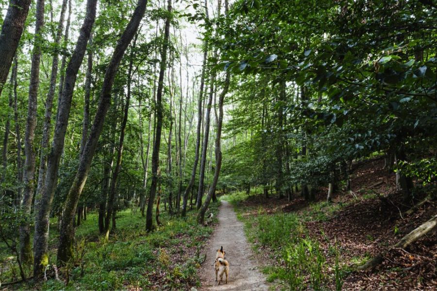 Urftalsperre mit Hund - Urlaub in Deutschland