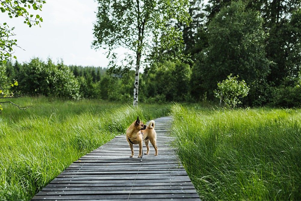 Hohes Venn - Gassi im Nationalpark Eifel