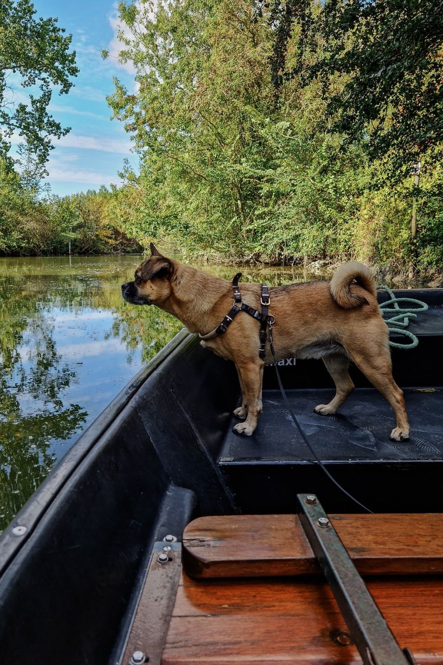 Naturpark Marais Poitevin: Ein perfekter Ausflug mit deinem Hund