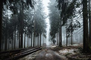 MIT DEM HUND AM KLEINEN FELDBERG - GASSI GEHEN IN SCHMITTEN