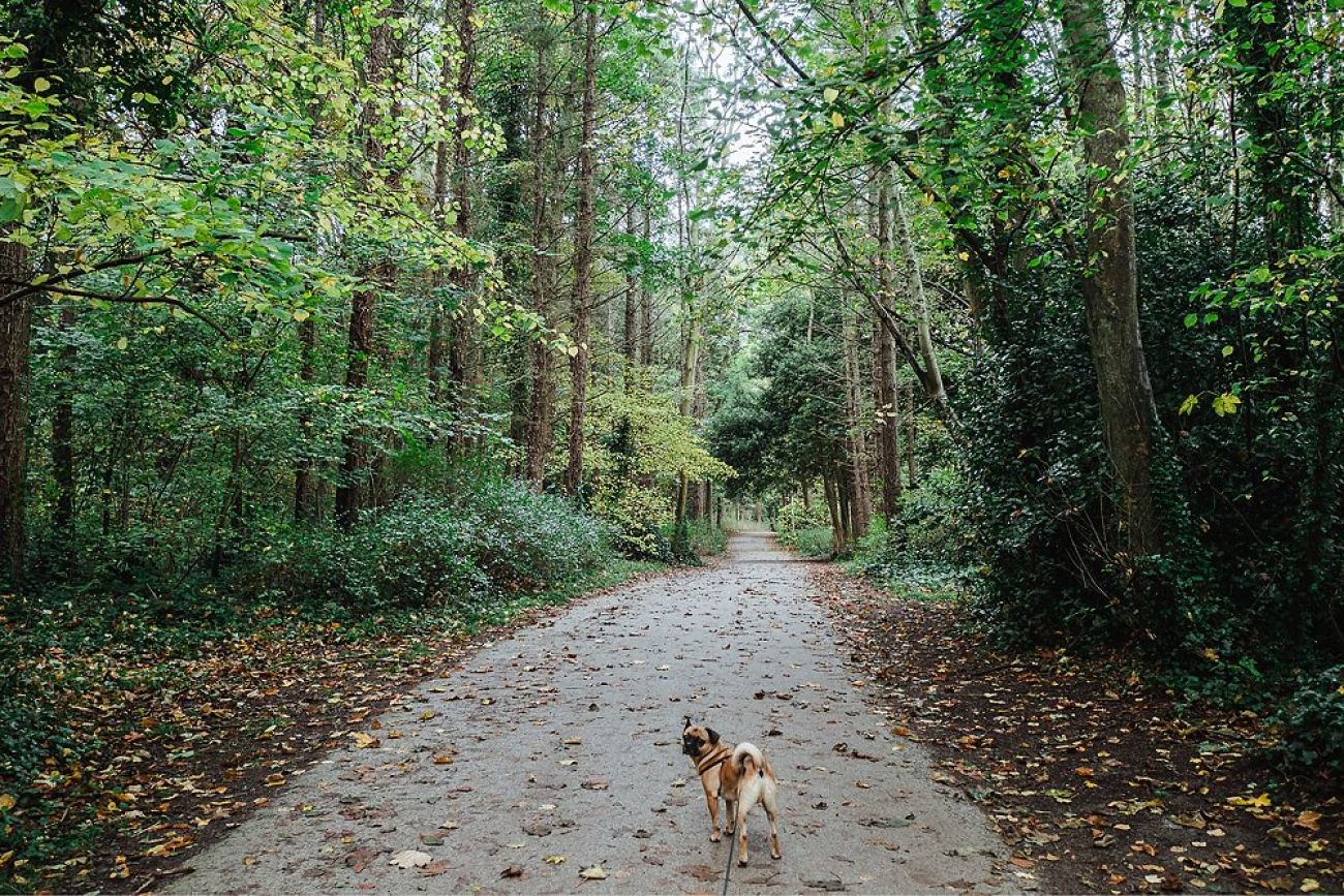 Mit Hund am Malahide Castle, Dublin Irland