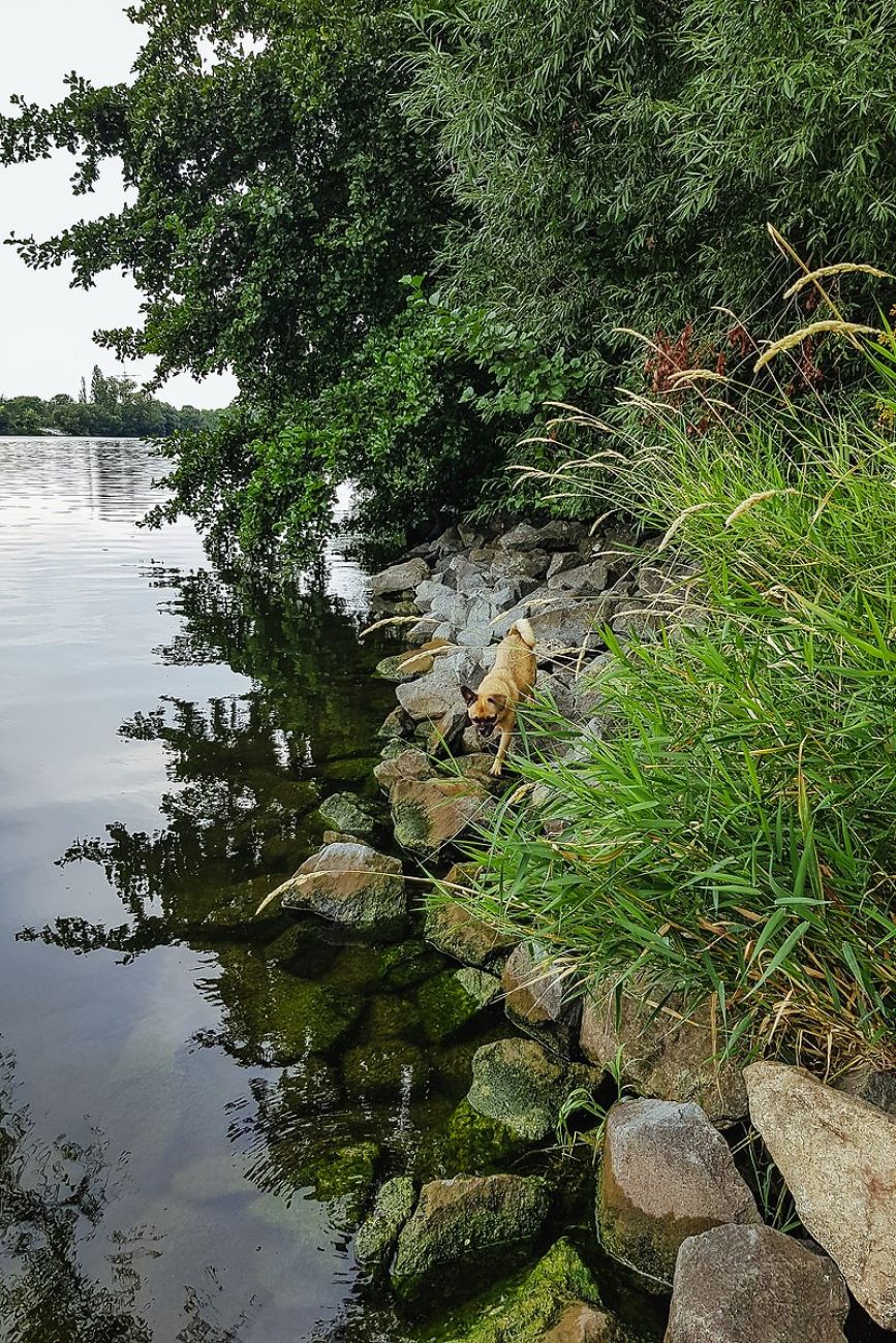 Ausflugsziel mit Hund - Hundestrand Flörsheim