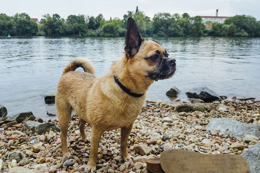 Ausflugsziel mit Hund - Hundestrand Flörsheim