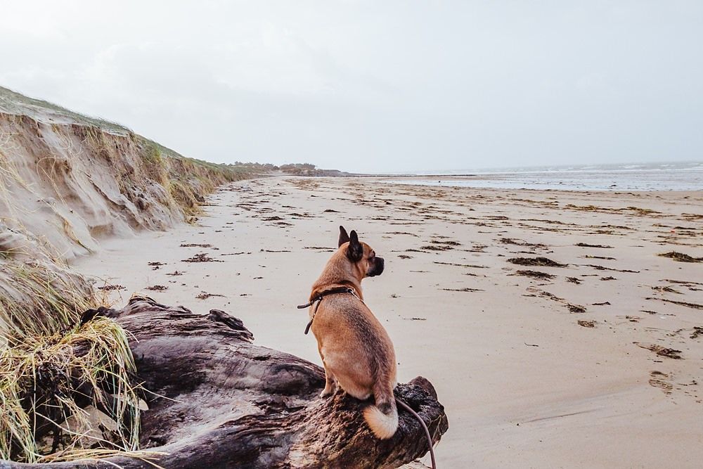 Urlaub mit Hund an Silvester - Böllerfrei in der Normandie