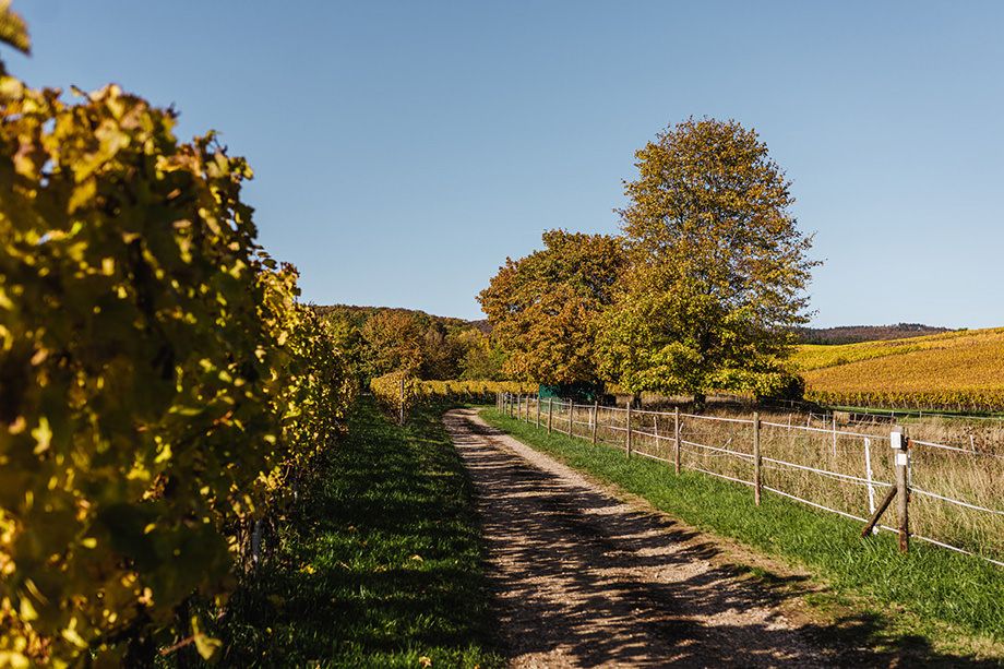 GASSI GEHEN IN OESTRICH-WINKEL - MIT HUND AM SCHLOSS VOLLRADS