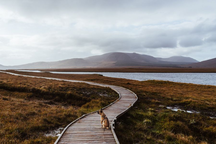 Mit Hund im Ballycroy Nationalpark in Mayo, Irland