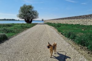 Ausflug mit Hund zum Naturpark Forêt d’Orient